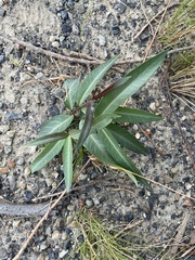 Gymnanthera oblonga