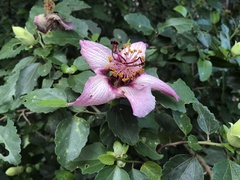 Hibiscus insularis