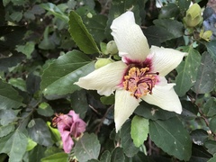 Hibiscus insularis