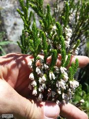 Erica caffrorum