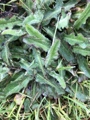 Hypochaeris maculata