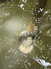 Acrochordus granulatus