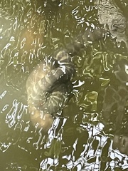 Acrochordus granulatus