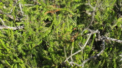 Passerina montivaga