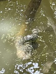 Acrochordus granulatus