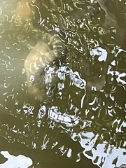 Acrochordus granulatus