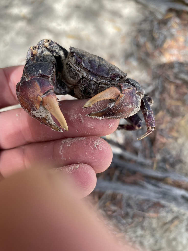 Scarlet Three-spined Mangrove Crab from Cooktown, QLD, AU on May 25 ...