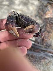 Neosarmatium trispinosum