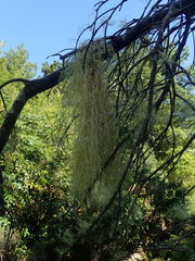 Usnea capillacea