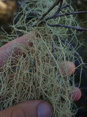 Usnea capillacea