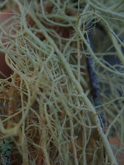 Usnea capillacea