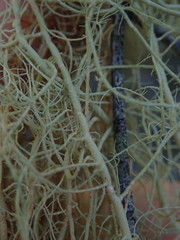 Usnea capillacea