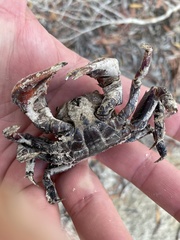 Neosarmatium trispinosum