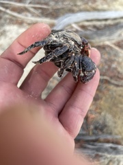 Neosarmatium trispinosum