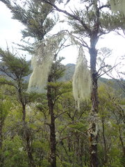 Usnea capillacea