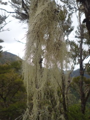 Usnea capillacea