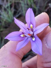 Moraea elliotii