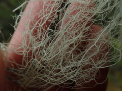 Usnea capillacea