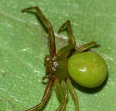 Diaea albolimbata