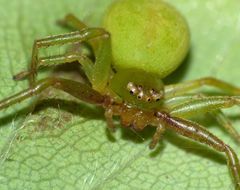 Diaea albolimbata