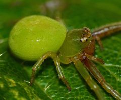 Diaea albolimbata