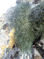 Usnea subcapillaris