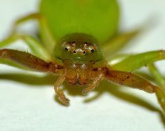 Diaea albolimbata
