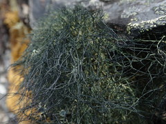 Usnea subcapillaris