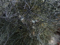 Usnea subcapillaris