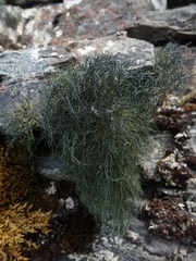 Usnea subcapillaris