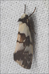 Philenora irregularis