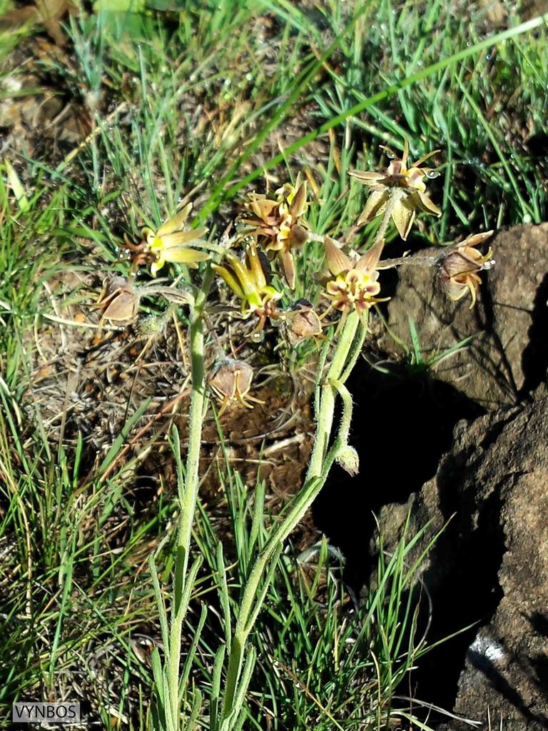 Miraglossum