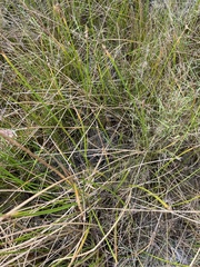 Eleocharis dulcis