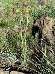 Miraglossum pulchellum