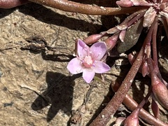 Calandrinia quadrivalvis