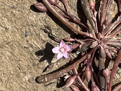 Calandrinia quadrivalvis
