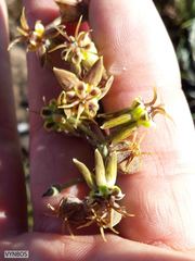 Miraglossum pulchellum