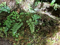 Asplenium cimmeriorum