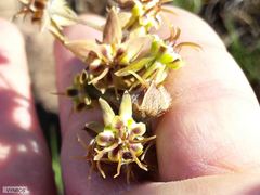 Miraglossum pulchellum