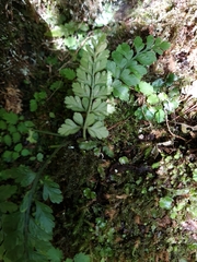 Asplenium cimmeriorum