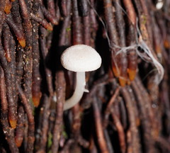Entoloma albidosimulans