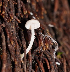 Entoloma albidosimulans