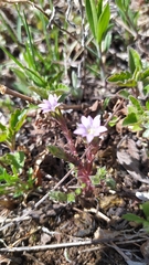 Gentiana squarrosa