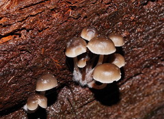 Mycena tuvara