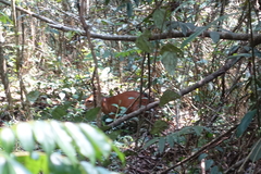 Cephalophus dorsalis