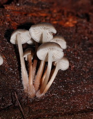 Mycena tuvara