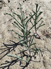 Tecticornia australasica