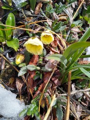 Dryas ajanensis