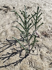 Tecticornia australasica