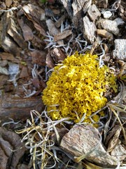 Vulpicida juniperinus